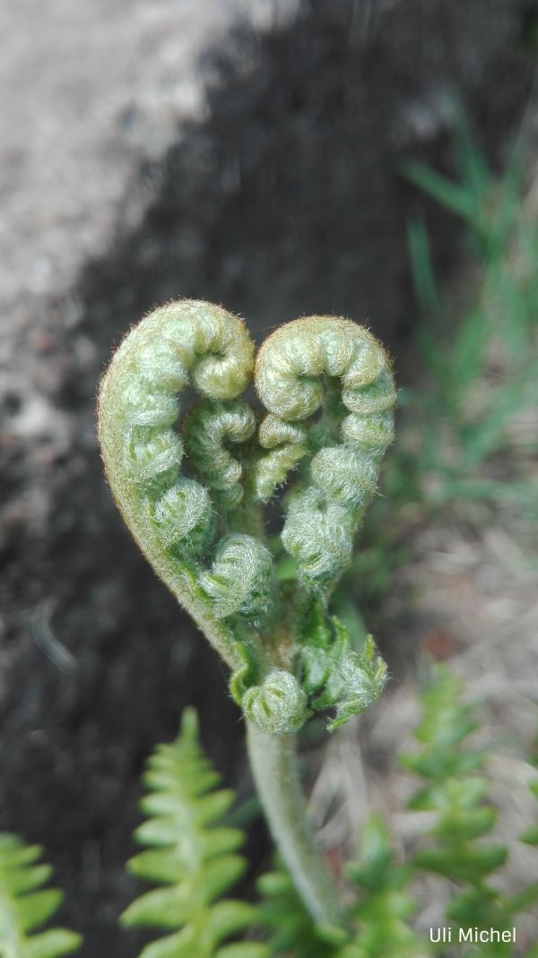 Traumasensible Begleitung, wenn Geburt und Tod aufeinandertreffen